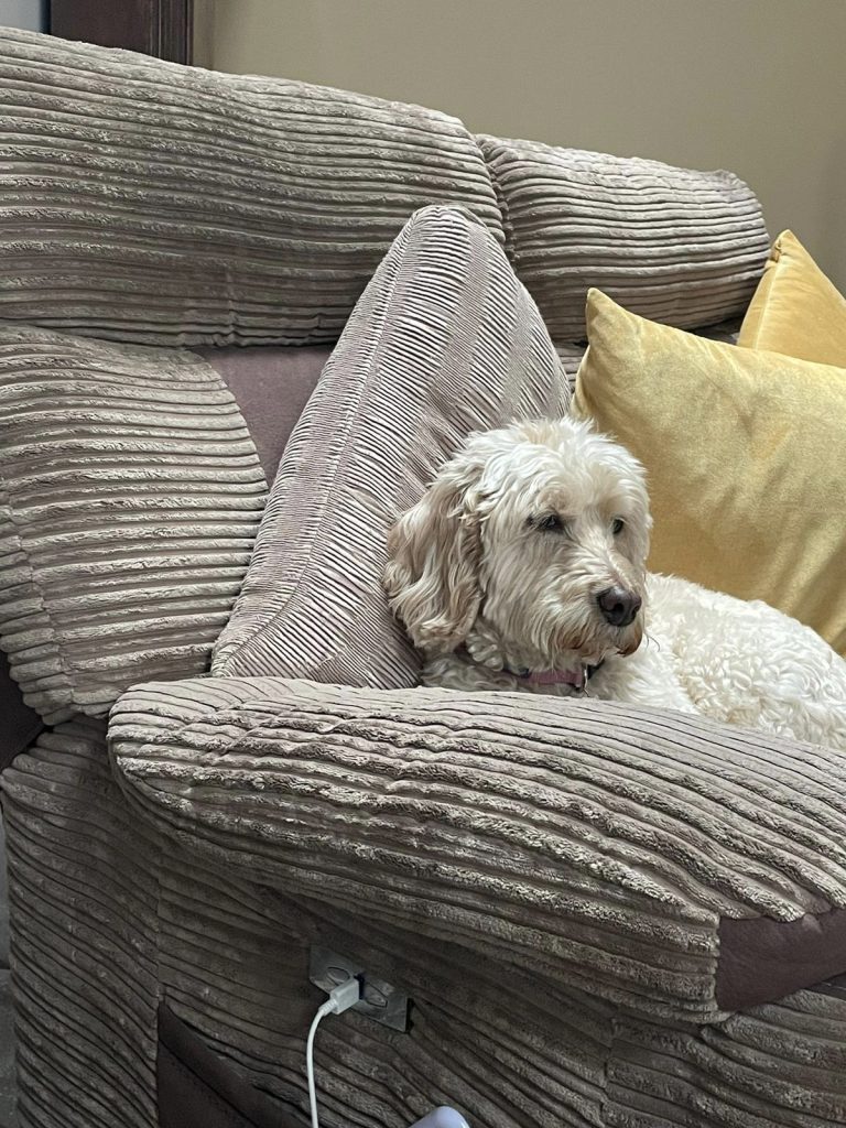 Rosie chilling on the sofa!