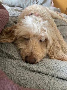 Rosie the Cockapoo having a snooze!