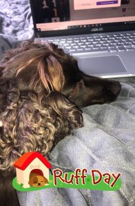 Dolly working from home